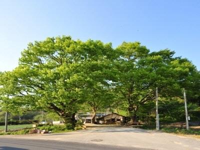 도곡리 도장골 느티나무 썸네일 이미지