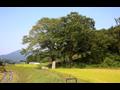 대불리 선돌 전경과 당산 나무 썸네일 이미지