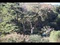 무릉리-당산나무 썸네일 이미지