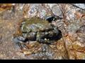 물두꺼비 썸네일 이미지