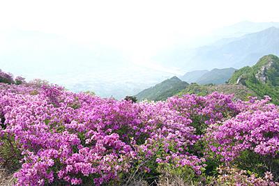 형제봉 철쭉 전경 썸네일 이미지