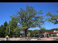 마령 초등학교 입구의 이팝나무 썸네일 이미지